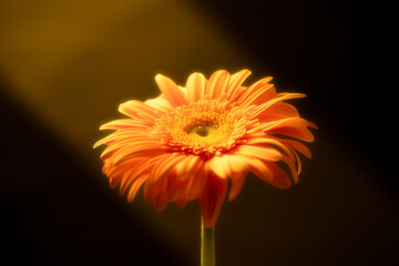 希望の差した花 ガーベラ