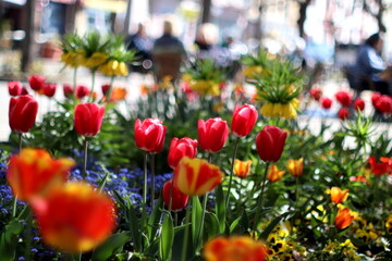 Floral flower bed with tulips and yellow crown imperial lily flowers. Selected focus.