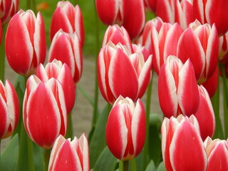 
a garden with many colorful tulips