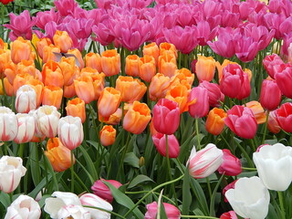 
a garden with many colorful tulips