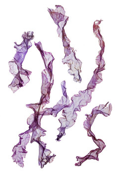 laver, purple algae isolated on white background.