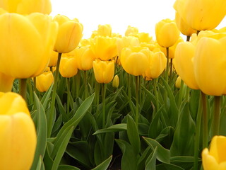 Obraz premium tulip plantation park, amsterdam, holland