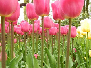 tulip plantation park, amsterdam, holland
