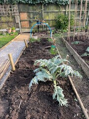 Garden landscape of allotment raised soil beds for growing organic vegetables with dug earth and mature artichoke plant and rhubarb with bamboo home made bean growing structures in Spring and path
