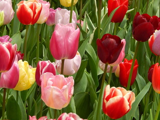 tulip plantation park, amsterdam, holland