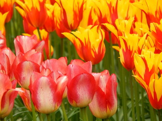 a sea of ​​tulips on the way