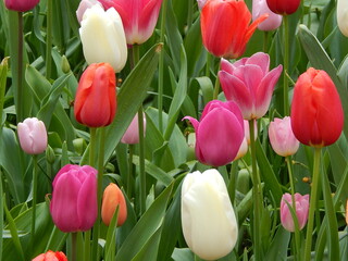 an overwhelming passion called tulips