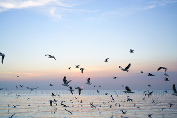 seagulls flying above the sea at beautiful sunset time with a twilight scene.