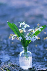 white snowdrop flowers in glass vase close up, abstract blurred natural background. Beautiful snowdrops, symbol of spring. early spring season concept