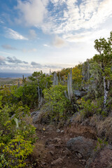 Fototapeta na wymiar Sunrise over Christoffel National Park during the hike up to the top of Christoffel mountain on the Caribbean island Curacao
