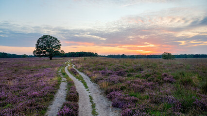 A beautiful scenic Dutch landscape with a tree in a purple blooming heathland and a red yellow sky during sunset, The Netherlands, Hilversum, stock photo, Holland, Westerheide, evening