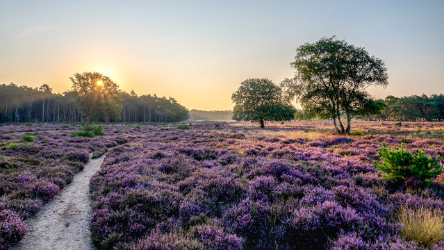 A beautiful scenic view of a sunrise with a purple field of blooming heathland and trees with a pathway at the Westerheide during sunrise, Hilversum, The Netherlands, Holland, stock photo