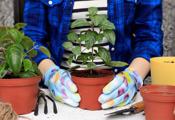 Transplanting plants in the spring. A woman in garden gloves takes care of household plants in a pot at home.