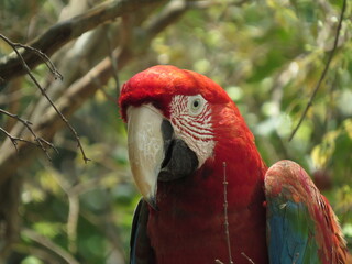 Guacamaya