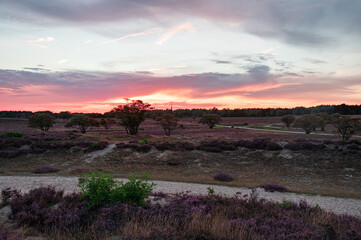 Beautiful pink sky above purple field of blooming heather during sunset at zuiderheide, Hilversum, The Netherlands, Holland, stock photo
