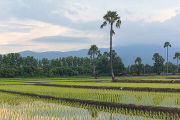 Fototapeta na wymiar Sunset Green rice fieldwith palm sugar in thailand