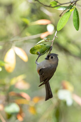Tufted Titmouse
