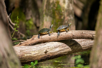 Juvenile Yellow Bellied Sliders