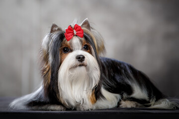 Biewer dog with bow in studio