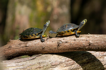 Juvenile Yellow Bellied Sliders