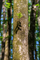 Moss covered cypress tree
