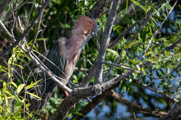 Green Heron