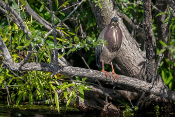 Green Heron