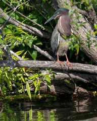 Green Heron