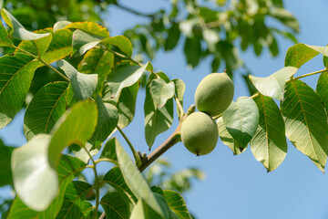 Green Walnuts on tree branch	

