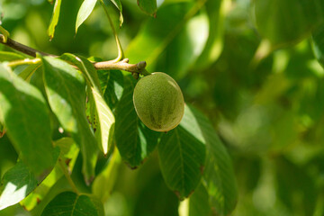 Green Walnuts on tree branch	
