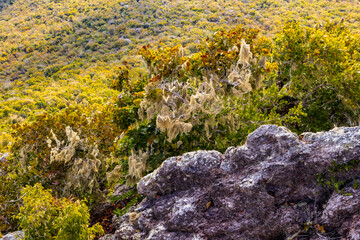 Thick vegetation at the Christoffel National Park on the Caribbean island Curacao