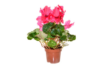 red flower isolated on white background