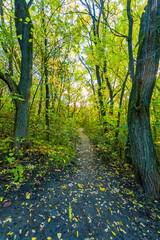 Autumn forest leaves fall in ground landscape on autumnal background