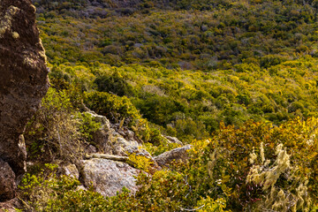 Thick vegetation at the Christoffel National Park on the Caribbean island Curacao