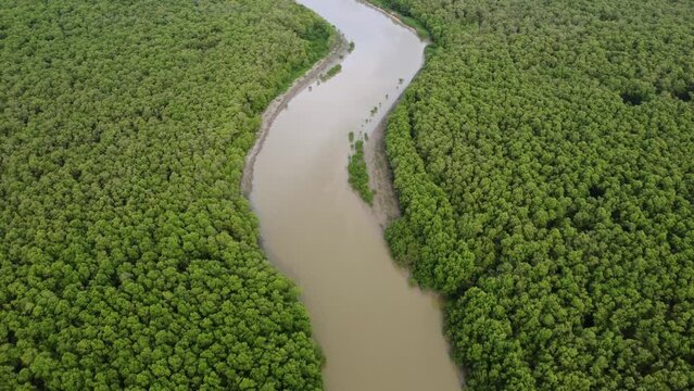 Aerial view curve river near the green mangrove tree forest