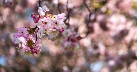 Beautiful close-up of a cherry blossom