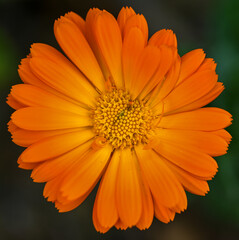 Beautiful close-up of a calendula officinalis