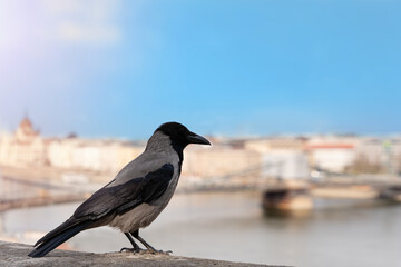 a crow sitting on a fence looking at Budapest city on sunny day. Space for text. tourist season