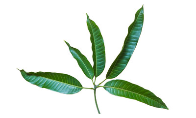 a bunch of mango leaves on a white background