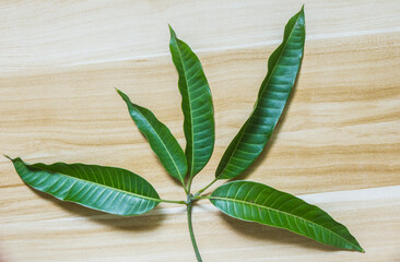 Obraz premium A bunch of mango leaves are placed on the board.