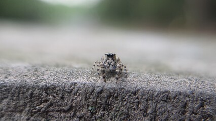 Cutest Jumping Spider 