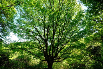 Fototapeta premium arboretum sermenaz rilleux lyonnais