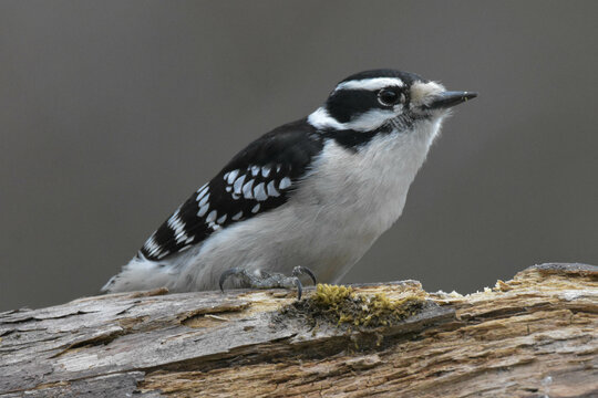 Female Downy woodpecker in profile perched on a log.