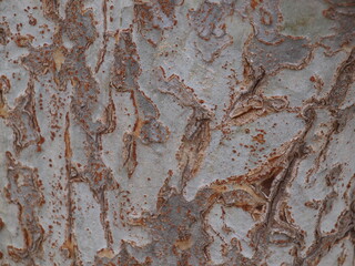 A beautiful bark texture from a tree along an urban trail. The texture was the eye catcher.
