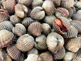 Top view fresh peeled cockles in market, Many cockles pile