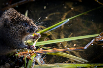 Water Vole Feeding in the sun