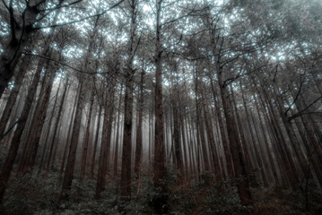 静かな霧の森