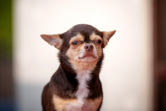 Chiwawa bilder – Bläddra bland 3,855 stockfoton, vektorer och videor ...