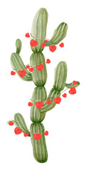 Cactus decorated with hearts - hand painted watercolor illustration.