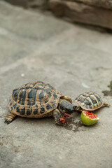 Two tortoises eating ripe figs